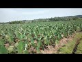 Nduma (taro) farming in Western Kenya.