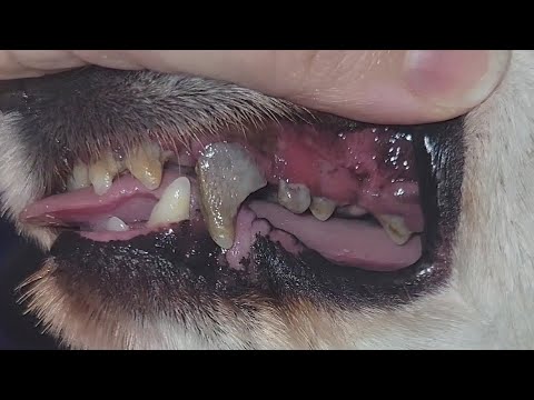 Your pets teeth can cause pre-mature death | Warning: Gross content