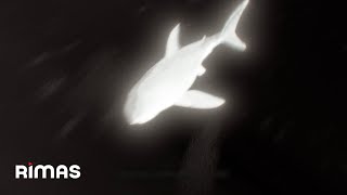 Yandel, J Balvin - Sin Vergüenza (Visualizer) / Infinito