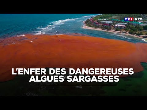 L'enfer des dangereuses algues sargasses en Guadeloupe