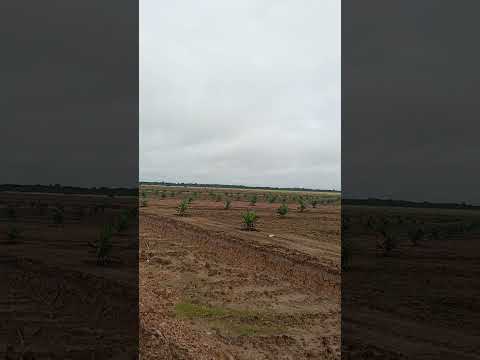 Palma de aceite Orocue Casanare 2026