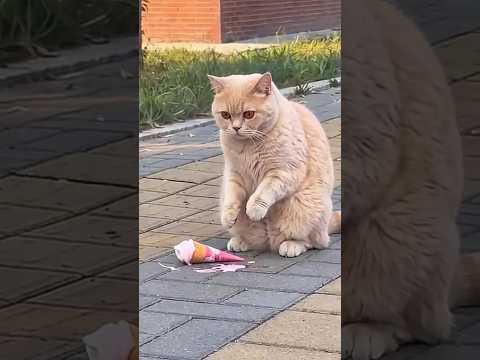 GATITO: Se le cayó su helado favorito 🍦🐾 #gatitos DIVERTIDOS
