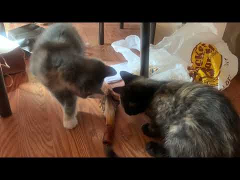 Maximoff and Malena enjoying a lamb shank 5/28/2025.