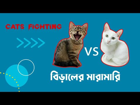 #jahangir m media #cats cats fighting।। cats nice moment বিড়ালদের মারামারি।। top cats fighting।।