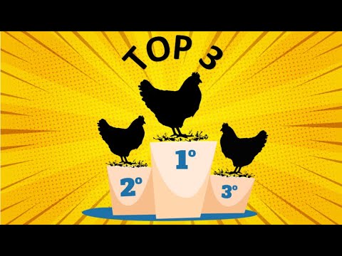 , title : 'TOP 3 galinhas POEDEIRAS disponíveis no BRASIL'