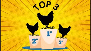TOP 3 galinhas POEDEIRAS disponíveis no BRASIL