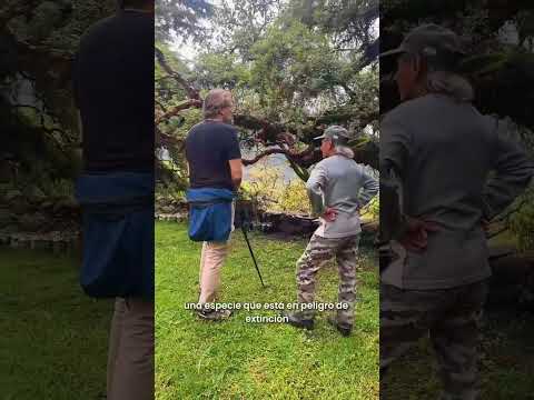 🌳Reforestación del Parque Provincial Potrero de Yala un paso concreto de conservación y preservación