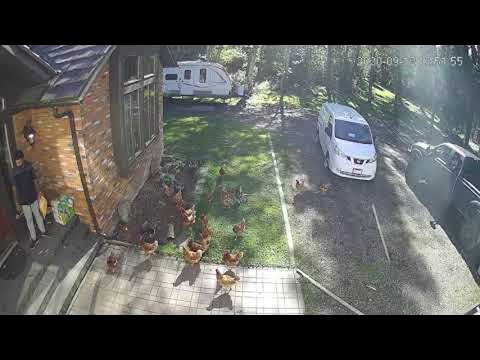 Guard Chickens Surround Delivery Driver || ViralHog