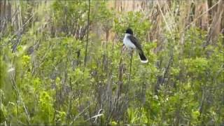 preview picture of video 'Eastern Kingbird (Tyrannus tyrannus), Bowdoin National Wildlife Refuge, Malta, Montana, USA'