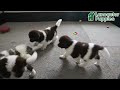 Newfoundland dogs for sale: Gunner  - Video 1