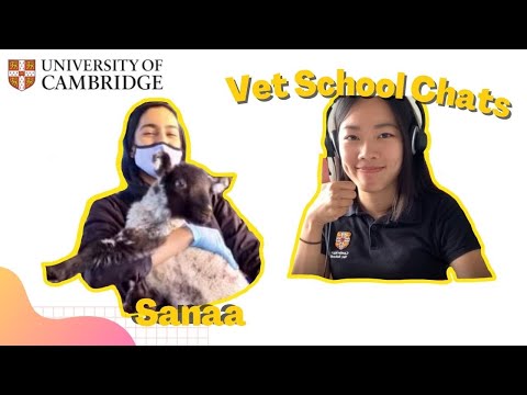 Sanaa (Cambridge 4th year VetMB) — Vet School Chat by May Yean