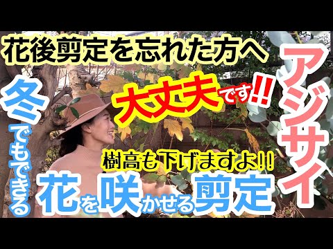 2024年のアジサイの剪定は何月に行うべきですか？豪華な花を咲かせるにはどうすればよいですか？  庭園