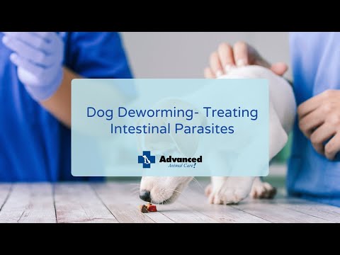 Dog Deworming- Treating Intestinal Parasites