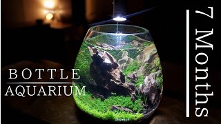 ボトルアクアリウム作成7ヶ月＠放置しすぎ初のメンテ【BOTTLE AQUARIUM】2億年ぶりに水草買った