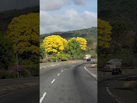 Guayacan Trees Flowering!!#nature #plants #flowers