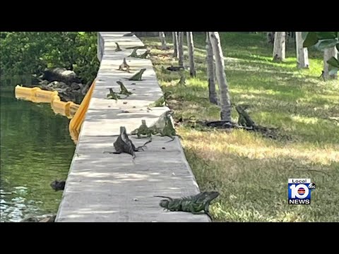 Miami Beach officials coming up with ideas to get rid of invasive iguanas
