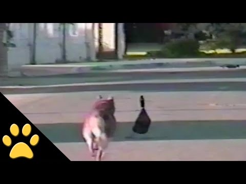 Un pato se hace el muerto para evitar ser cazado