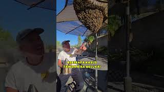 Download lagu Wasps vs Bees Who is More Dangerous mp3
