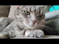 Grey Tabby Cat Marmu Likes Her Face Squished