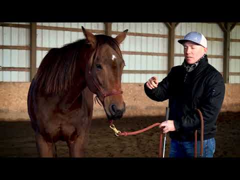 The 3 Tools of The Natural Horseman