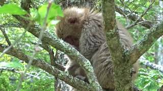 きょうのおさる
