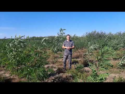 Pădurea de salcâm din nisipurile de la Mârșani (plantată în martie 2020) - status V (17.10.2020)