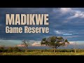 Madikwe Game Reserve Part 1 Chronicles Of A Camera Trap In The South African Bush 2021 Safari