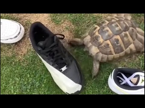 Why Are Turtles Racist