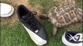 Why Do Tortoises Hate The Color Black