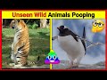 Wild Animals Pooping Compilation Animals Pooping Facts