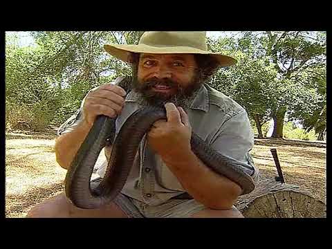 Killer Instinct-Schlangen