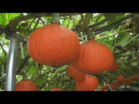 北海道かぼちゃ 植物