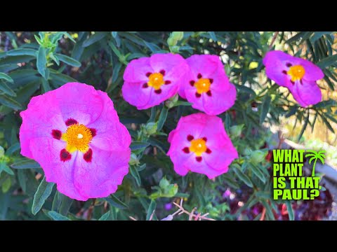 Cistus x pulverulentus 'Sunset'- Magenta Rock Rose / STUNNING Pink Purple BLOOMS / Drought Tolerant