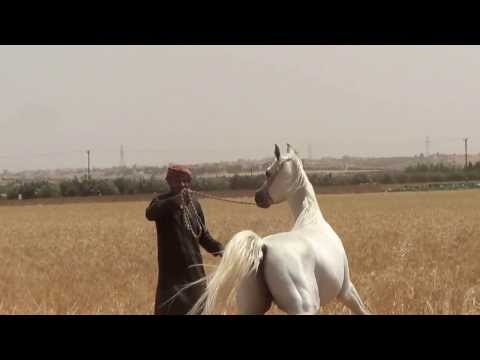 Rayyan Al Naif (Sold)