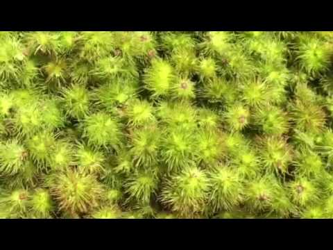 TFN: Harvesting sweet fern fruit