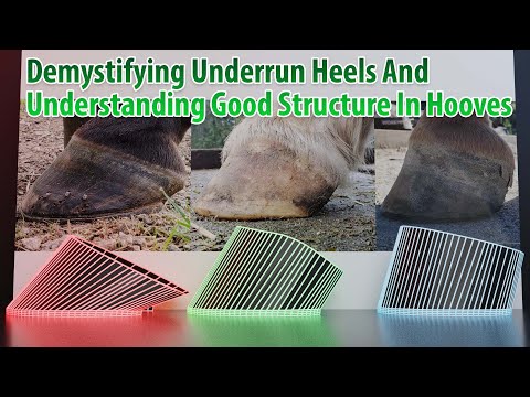 YouTube video about: How to fix underrun heels in horses?