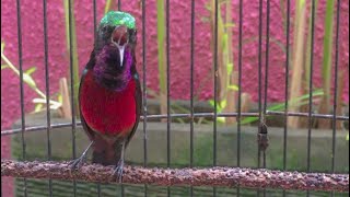 Download lagu Konin Tembakan Rapat Panjang Standar Kenari Belalang Emas   Ciblek   Cililin mp3