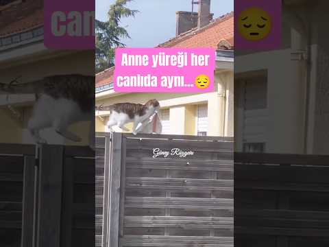 Annelik sadece insanlara mahsus değil..Bazen bir görüntü bin kelimeye bedeldir. ​#mothercat ​#catmom