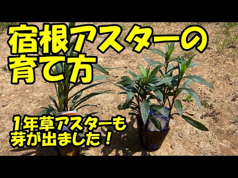 ゴールドヘアアスター 植物