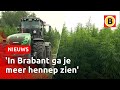 ENORME weilanden met HENNEP | Omroep Brabant