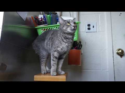 CryBaby, an adopted Domestic Short Hair in Mt. Vernon, NY_image-1