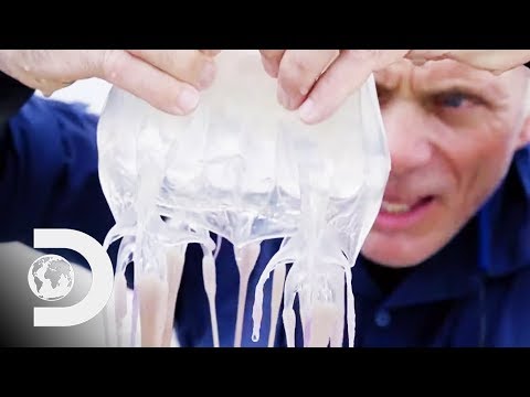 傑里米-韋德親手抓到了世界上最毒的動物!| 河怪 (Jeremy Wade Catches The World's Most Venomous Animal By Hand! | River Monsters)
