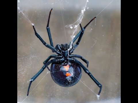 Tips to Prevent Spiders from Crawling in Your Home