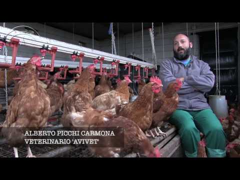 Fotograma del vídeo: Avicultura Ecológica