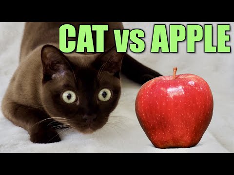 CAT SLAPS!! Burmese Cat vs Apple! Funny Fast Cat Slaps!