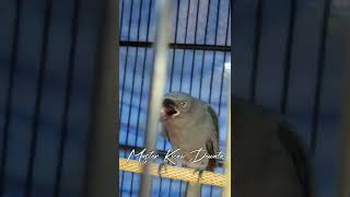 Download lagu SRIGUNTING MEWAH ISIAN CUCAK JENGGOT mp3 Download lagu SRIGUNTING MEWAH ISIAN CUCAK JENGGOT mp3