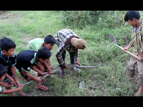 Wow! Brave Boys Catch The Snake In The Field Near The Lake
