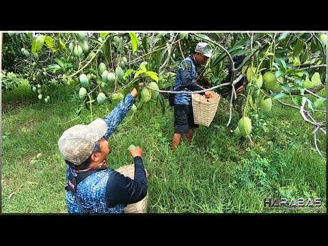 EP613-Part 1 - Mango Harvest | Occ. Mindoro
