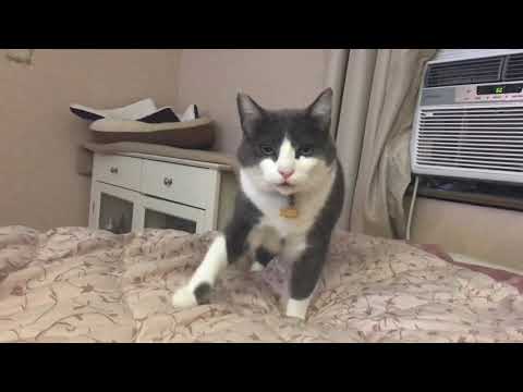 Best Frienemys: Two cats that hate each other in the same room | Part 2