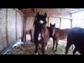 Heaven's Gate Animal rescue /starving horses ...